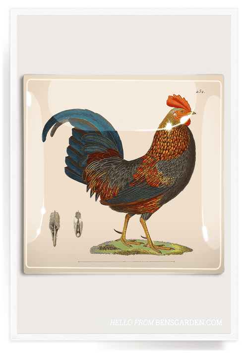 Morning Rooster Texas Decoupage Glass Tray - Ben's Garden