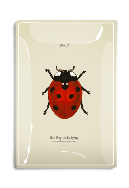 Red English Ladybug Decoupage Glass Tray - Ben's Garden