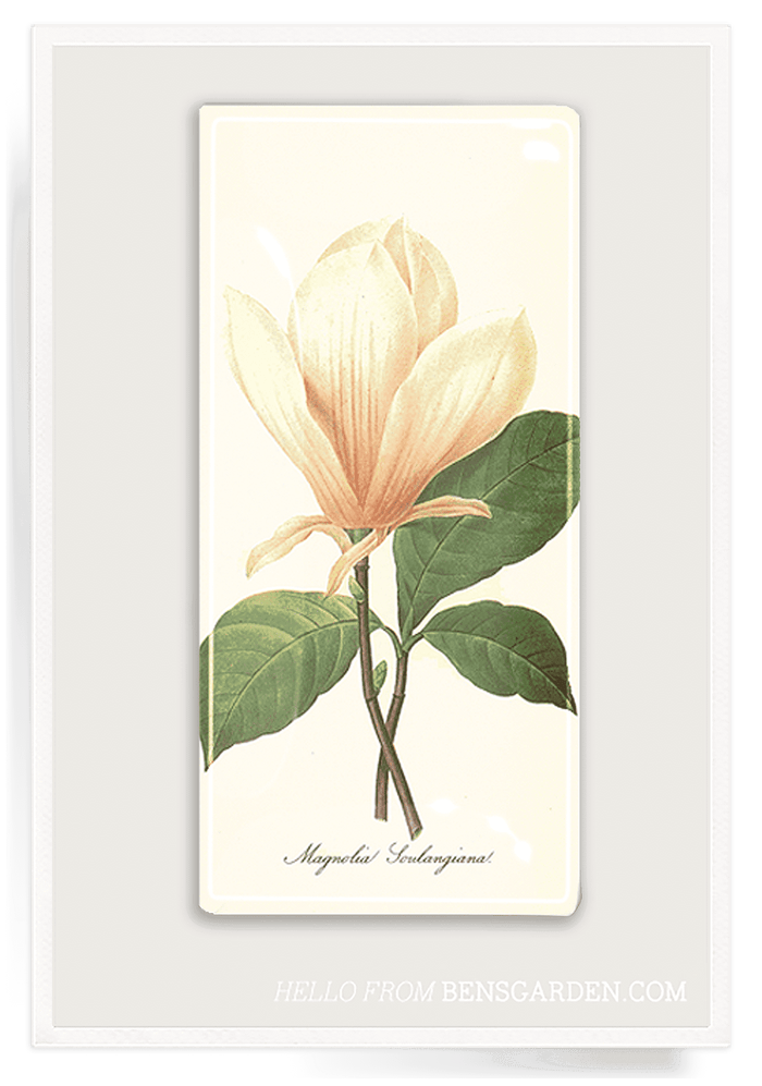 Sweet Magnolia Decoupage Glass Tray - Ben's Garden