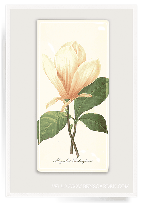 Sweet Magnolia Decoupage Glass Tray - Ben's Garden